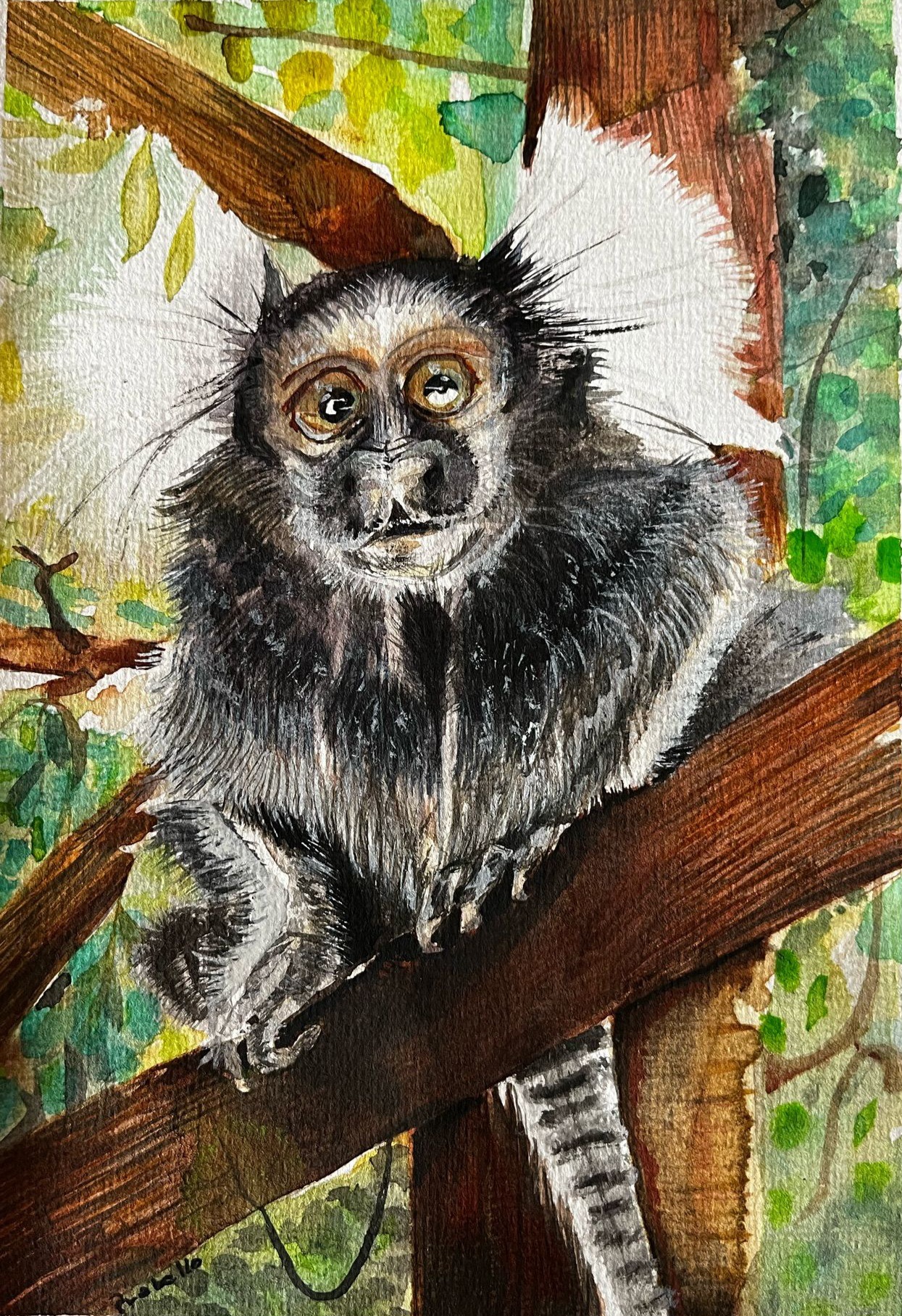 Sagui